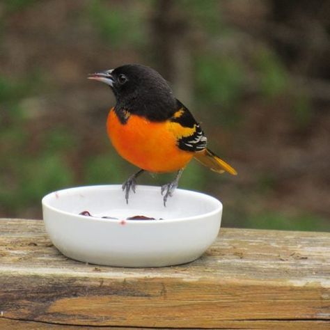 Oriole Bird Feeders Diy, Bird Feeder Baffle, Homemade Bird Feeder, Oriole Bird Feeders, Backyard Birds Watching, Butterfly Feeders, Backyard Birds Sanctuary, Backyard Birds Feeders, Bird Suet