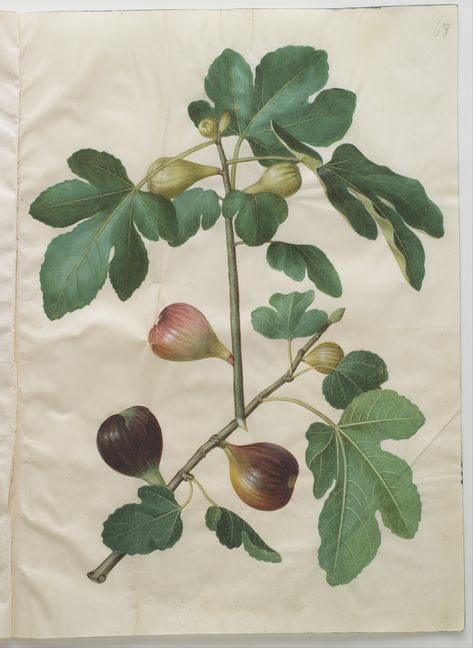 Fig - Ficus carica - circa 1659 Ficus Carica, Portrait Images, The Album, Art Google, Botanical Illustration, Botanical Art, Botanical Prints, Art Reproductions, Culture Art