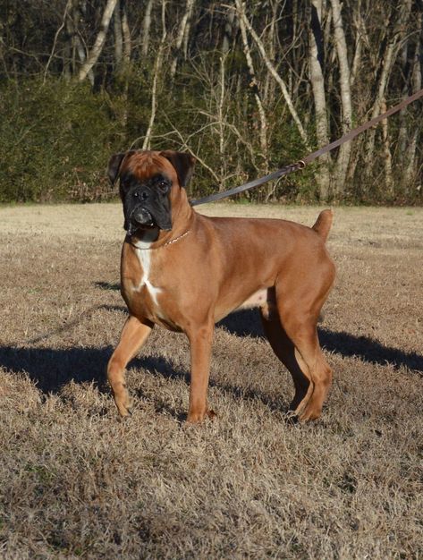 Reverse Brindle Boxer, Brindle Boxer Puppies, Dog Breeding Business, Breeding Business, Boxer Puppies For Sale, Brindle Boxer, Bully Dogs, Muhammed Ali, Dog Breeding