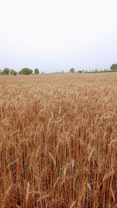 Wheat Field Aesthetic, Wheat Farming, Wheat Photos, Harvesting Wheat, Wheat Fields Photography, Wheat Crop, Wheat Farm, Dried Wheat, Wild Bunch