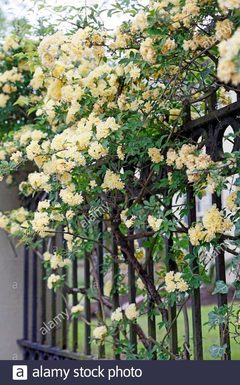 Rosa Banksiae, Subtropical Garden, Plantas Exterior, April Images, Lady Banks Rose, Flower Studies, Rose Marie, Fence Landscaping, Tea Roses