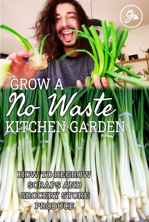 How To Regrow Green Onions, Growing Cilantro From Scraps, Grow Green Onions From Scraps, Growing Lettuce From Scraps, Regrowing Onions From Scraps, How To Grow Green Onions, Growing Onions From Scraps, Growing From Scraps, Regrow Vegetables From Scraps