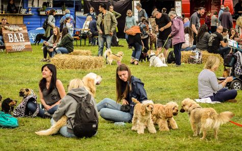 Dog Festival, Pet Event, Urban Design Diagram, Animal Behaviorist, Festival Photography, Most Beautiful Dogs, Two Kinds Of People, Dog Cafe, Friends Travel