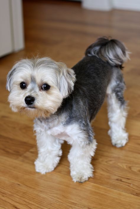 The Morkie is a mix between a Yorkshire Terrier and a Maltese. Description from viraldragon.com. I searched for this on bing.com/images Tatum Haircut, Morkie Haircuts, Terrier Haircut, Morkie Dogs, Biewer Terrier, Chien Shih Tzu, Teddy Bear Puppies, Dog Grooming Styles, Morkie Puppies