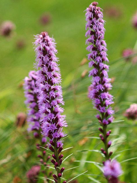 Originally found growing wild in the American prairie, Liatris, or blazing star, is now a top pick for hot, sunny gardens: http://www.bhg.com/gardening/flowers/perennials/power-perennials/?socsrc=bhgpin042414liatris&page=16 Liatris Pycnostachya, White Perennials, American Prairie, Moss Phlox, Cranesbill Geranium, Blazing Star, Prairie Flower, Prairie Garden, Shade Perennials