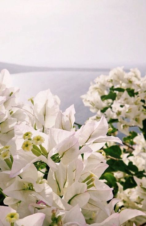 White bougainvillea in Oia, #Santorini #greece White Bougainvillea, Georgetown Penang, Oia Santorini Greece, Pretty Brown Eyes, Oc Board, Grand Palace, Oia Santorini, Paper Planes, Well Traveled