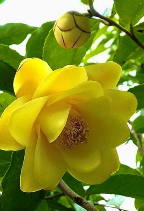 Garden Design Layout Landscaping, Yellow Magnolia, Garden Design Layout, Beautiful Flowers Photos, Beach Theme Decor, Hybrid Tea Roses, Enchanted Garden, Fruit Garden, Magnolia Flower