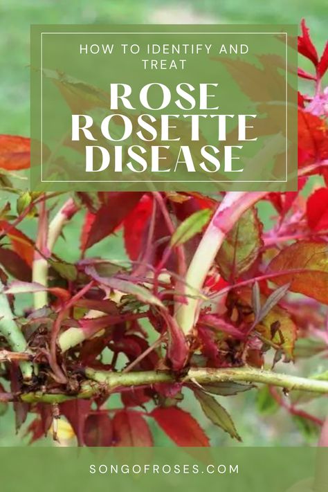 Rose Rosette Disease – How To Identify & Treat Fungi Pictures, Rosette Disease, Rose Diseases, Rose Gardens, Rose Bush, Defense, The Beauty, Disease, Roses