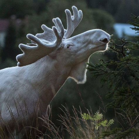 Albino Moose, Moose Pictures, White Moose, Wild Animals Photography, Bull Moose, Albino Animals, Kampot, Rare Animals, Pretty Animals