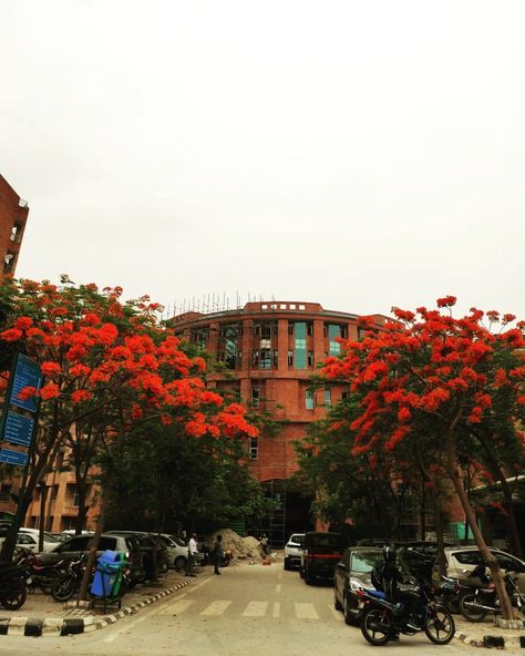 Flower bloom Royal Poinciana, Greater Noida, Street View, Blossom, University, Quick Saves