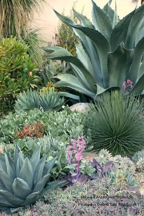 Xeriscaping, Drought Tolerant Land Cover - Paperblog Poolside Plants, Hydrangea Aesthetic, Hillside Pool, Greens Garden, Xeriscape Landscaping, Pool Bed, Garden River, Conservatory Greenhouse, Lawn Landscape