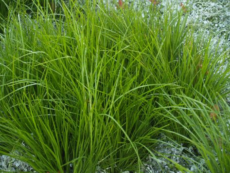 Lomandra Lime Tuff, Frost Tolerant Plants Australia, Torbay Dazzler Cordyline, Molinia Caerulea Transparent, Hills Landscape, Mexican Feather Grass, Water Wise Plants, Water Grass, Aruncus Dioicus