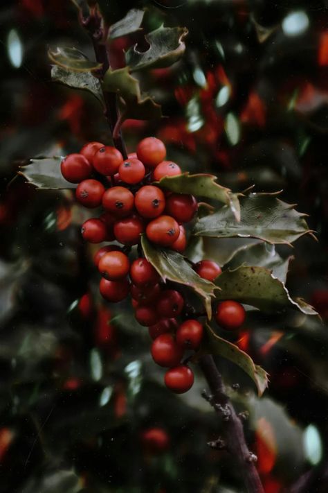 Close-up of Rowan Berries · Free Stock Photo 13 Treasures, Rowan Berry, Rowan Berries, Paint Watercolor, Fruit Garden, Holly Berries, Holly Leaf, Close Up Photos, Vibrant Red