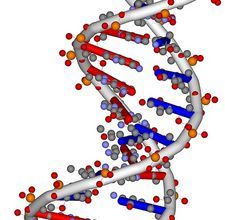 DNA & RNA...it's what we're made of! Nucleic Acid Structure, Human Embryo, Nucleic Acid, Research Scientist, Structure And Function, Protein Synthesis, Body Systems, Homeopathy, Scientists