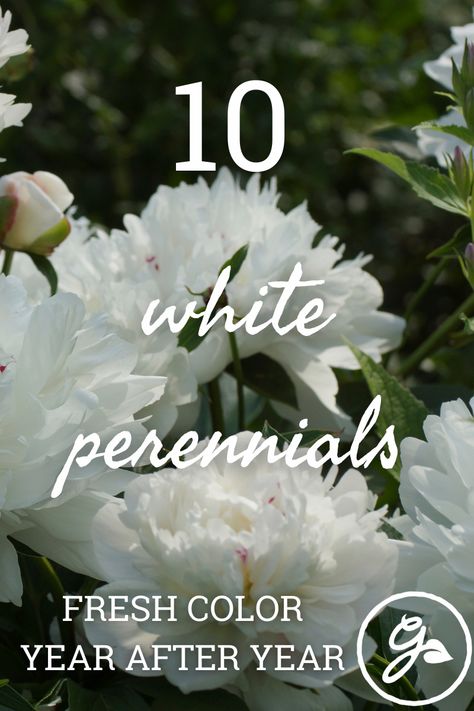 Green White Landscaping, White Phlox Perennials, Bushes With White Blooms, White Flowers Landscaping, White Flowers For Front Yard, Tall White Perennials, White Flower Shrubs, Garden White Flowers, White Flower Plant