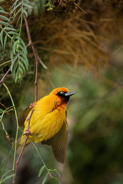 Speke's Weaver Bird : Lake Nakuru, Kenya Weaver Birds, Kenya Trip, Weaver Bird, African Birds, Lake Nakuru, Flying Creatures, Crazy Bird, Most Beautiful Birds, Kinds Of Birds