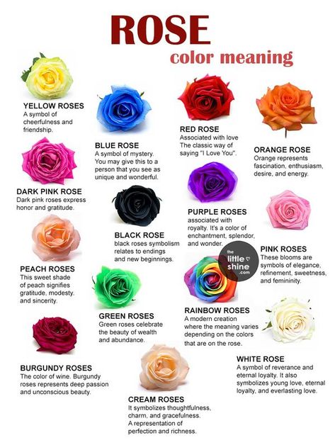 Little DIY Meaning Of Roses, Rose Color Meanings, Rose Meaning, Rose Colors, Coral Roses, Flower Meanings, Color Meanings, Peach Roses, Orange Roses