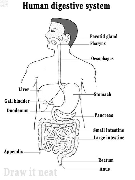 Step by step tutorials on drawing biology diagrams. Digestive System Parts, Digestive System Diagram, Digestive System Worksheet, Digestive System Anatomy, Biology Diagrams, Human Respiratory System, Science Diagrams, Heart Diagram, Sistem Pencernaan