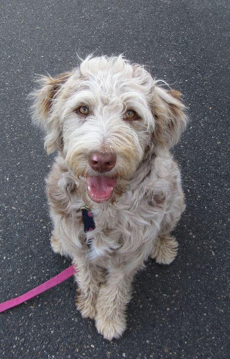 Look how cute, it's an Aussiedoodle! Australian Shepherd Poodle Mix, Doodle Dog, Poodle Mix, Poodle Puppy, Dogs Pooping, Poodle Dog, Labradoodle, Australian Shepherd, I Love Dogs