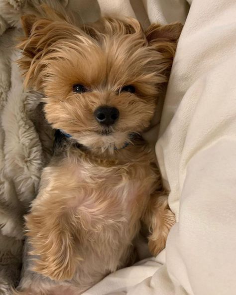 Yorkie Shih Tzu Mix, Shorkie Dogs, Maltese Yorkie Mix, Shorkie Puppies, I Dog, Funny Ferrets, Maltese Shih Tzu, Yorkie Mix, Brown Puppies