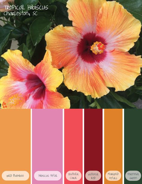 Color Cues: Tropical Hibiscus #color #palette #hibiscus #tropics #tropical #flower Tropical Glam Color Palette, Hibiscus Flower Color Palette, Tropical Flowers Color Palette, Moody Tropical Color Palette, Tropical Flower Color Palette, Tropical Colour Pallet, Tropical Island Color Palette, Tropical Color Palette Colour Schemes, Hibiscus Color Palette