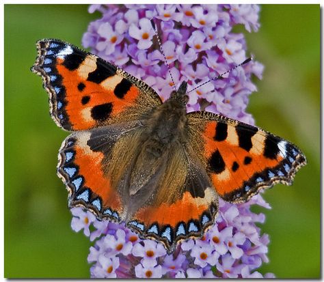 Tortoiseshell Butterfly, Small Tortoise, Mum Tattoo, Shell Butterfly, Floating Flowers, Beautiful Goddess, Butterfly Pictures, Animal Projects, Photo A Day