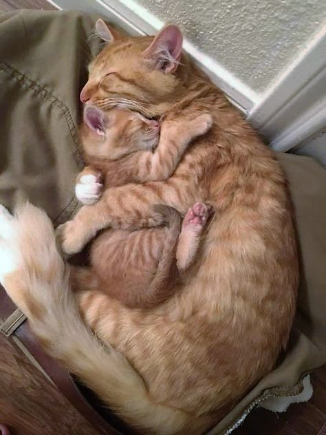 Cat Hug, Söt Katt, Image Chat, Cute Cat Gif, Cute Cats And Kittens, Cute Animal Pictures, Cute Kittens, Orange Cat