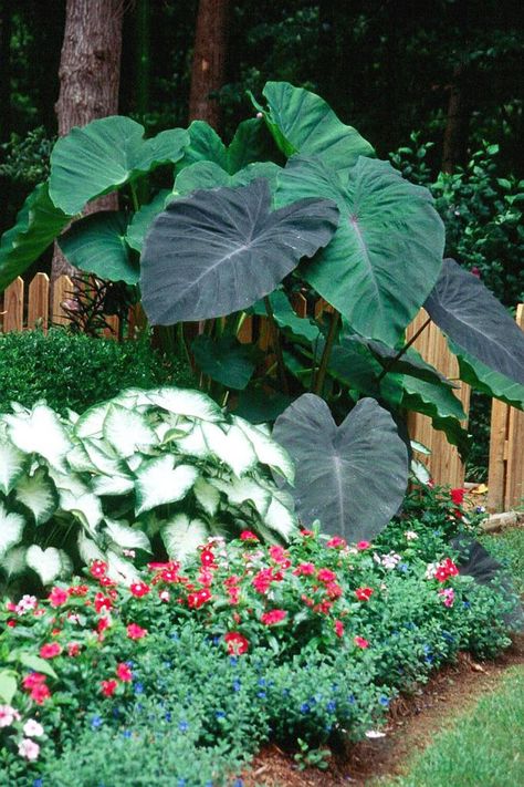 Taman Air, Tropical Garden Design, Jungle Gardens, Tropical Backyard, Black Garden, Big Plants, Elephant Ears, Tropical Landscaping, Shade Plants