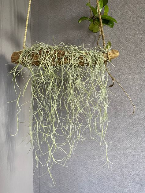 Spanish Moss Decor, Tillandsia Usneoides, Moss Decor, Wood Branch, Spanish Moss, Sea Urchin, Feb 13, Plant Gifts, Where The Heart Is