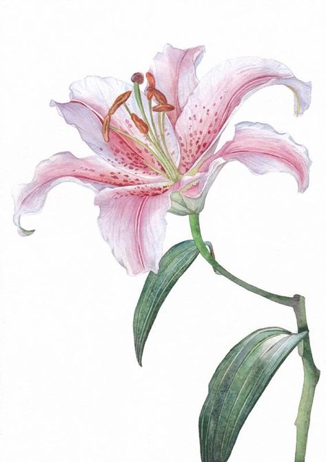 Drawing Ideas Flowers, Watercolor Flower Art, Flowers Green, Watercolor Flowers Paintings, Botanical Painting, Botanical Watercolor, Floral Artwork, Botanical Drawings, Flower Art Painting