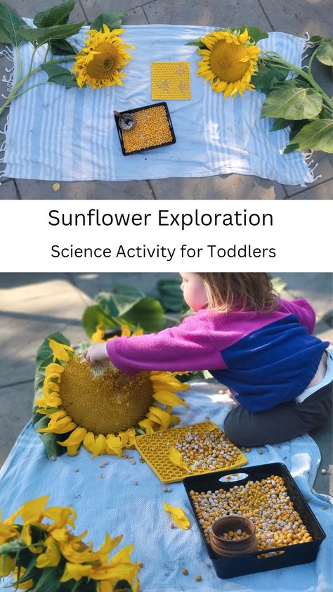 This is a great sensory experience and so educational for literally all ages! Sunflower Sensory Activities, Sunflower Sensory Bin, Sunflower Activities For Preschool, Science Experiments For Toddlers, Experiments For Toddlers, Science Activities For Toddlers, Pre-k Science, Toddler Science Experiments, Sensory Activities Toddlers