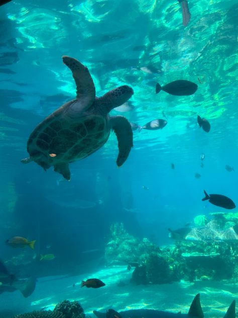 Peter Walks On Water, Ocean Life Photography, Aquarium Aesthetic, Turtle Aquarium, Aquarium Pictures, Aesthetic Tropical, Tropical Aesthetic, Under The Water, Underwater Creatures