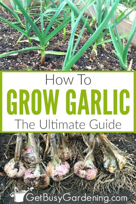 Garlic is rather easy to grow outdoors in your vegetable garden. Once you know exactly how to grow garlic at home, you may never have to buy it at the grocery store again. Learn all about growing garlic from cloves to harvest in this detailed guide. Includes information about the two main types of garlic (softneck and hardneck), where and how to plant, and care instructions for soil, sunlight, watering, pest control, pruning the scapes, harvesting, and more! Growing Garlic From Cloves, Types Of Garlic, When To Harvest Garlic, How To Plant Garlic, Garlic Plant, Garlic Growing, Soil Fertilizer, Plant Garlic, Grow Garlic