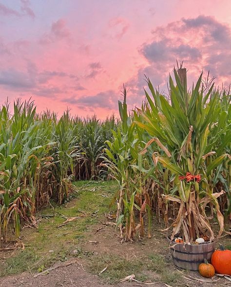 Fall is in the air at Yenser's Tree Farm! 🎃🌽 Pick the perfect pumpkin, find your way out of the corn maze, conquer the obstacle course in the kid's zone, take the reindeer train, and fire corn from a canon. Cider donuts, apple cider, farm-grown mums, and a gift shop are also available for all your decorating needs. 🍁 🗓️ Weekends from September 21st to October 20th 👉 @yenserstreefarm 📍 Lehighton, PA #PoconoMtns #PoconoMountains #FallVibes #PumpkinPatch Fall Is In The Air, Pocono Mountains, Corn Maze, Find Your Way, Kids Zone, Obstacle Course, Tree Farm, Tree Farms, Fall Vibes