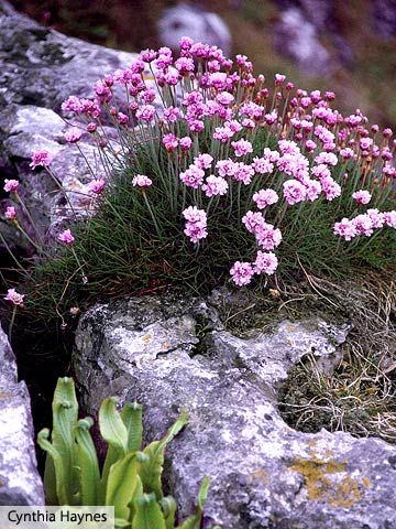 Moderne Have, Tattoo Plant, Drought Tolerant Perennials, Edging Plants, Rock Garden Plants, Landscape Edging, Have Inspiration, Drought Tolerant Plants, Landscaping Plants