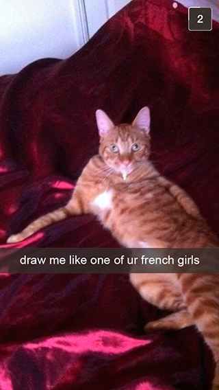 27 Snapchats From Your Cat Funniest Snapchats, Silly Animals, Funny Cat Pictures, Funny Pins, Crazy Cat Lady, Animal Memes, Bones Funny, Crazy Cats, Funny Cute