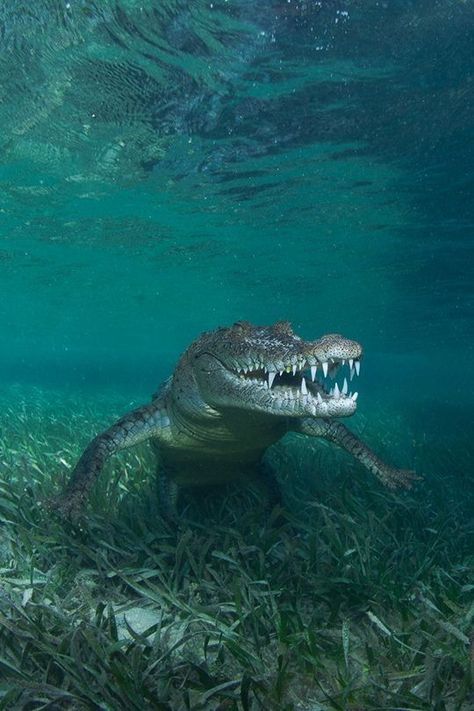 Crocodile Animal, Saltwater Crocodile, Trending Pins, Majestic Animals, Crocodiles, Reptiles And Amphibians, Ocean Creatures, Animal Planet, Ocean Life