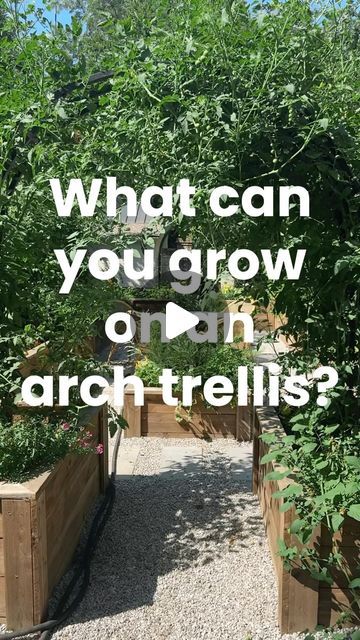 Nicole Johnsey Burke on Instagram: "LAST CHANCE! Comment TRELLIS and I’ll send you a DM to get the Nicole Arch trellis that is FINALLY back in stock!

I love growing crawling plants like these along trellises because it creates so much room in my raised beds for more plants. Here’s a few I love to grow:

-Tomatoes
-Cucumber
-Pole Beans
-Snap Peas
-Vining Flowers
-Small Melons
-Tomatillos
-Fava Beans

The Nicole Arch Trellis I’m planting on here is one of my favorite parts of my garden – and now it can be a part of your garden too!

We just got them back in stock – so comment TRELLIS and I’ll send you the link to get yours just in time for your fall garden." Pole Bean Trellis, Crawling Plants, Vining Flowers, Bean Trellis, Arch Trellis, Grow Tomatoes, String Bean, Pole Beans, Fava Beans