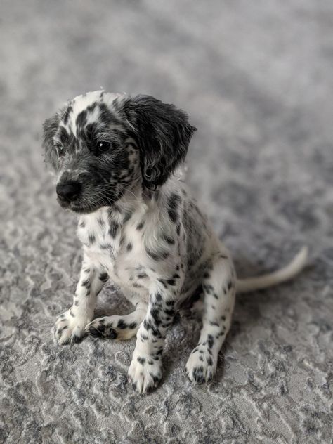 Long Coat Dalmatian Puppy, Long Coated Dalmatian, Fluffy Dalmatian Puppy, Long Haired Dalmatian Puppy, Long Coat Dalmatian, Fluffy Dalmatian, Long Haired Dalmatian, Every Dog Breed, T Shirt Womens