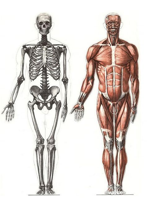 Human Muscle Anatomy, Human Anatomy For Artists, Anatomy Bones, Anatomy Sculpture, Human Figure Sketches, Dancing Drawings, Anatomy Models, Musculoskeletal System, Human Body Anatomy