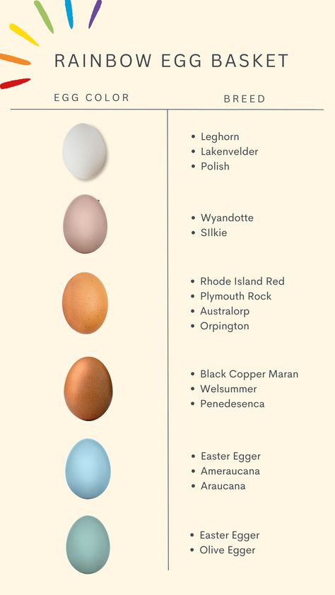 Chicken Breeds for a Rainbow Egg Basket Chickens Egg Color Chart, Chicken Egg Chart, Chicken Egg Laying Chart, Colored Egg Layers Chicken Breeds, Egg Yolk Color Chart, Rainbow Chicken Eggs, Rainbow Egg Layers, Best Egg Layers Chicken Breeds, Chickens And Egg Colors