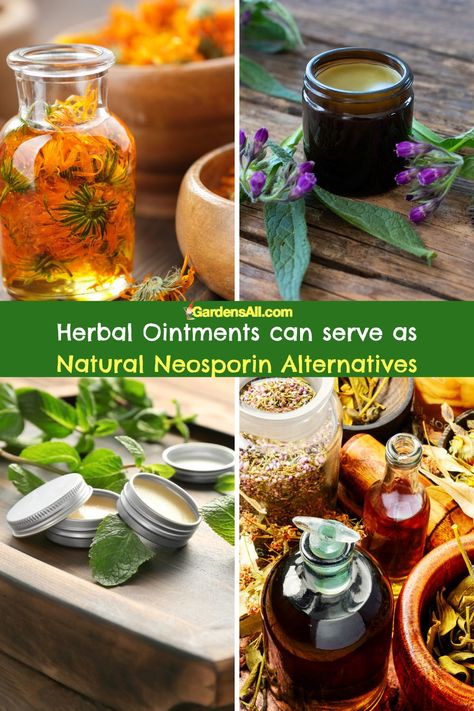 Natural Neosporin Alternatives for Homemade Antibiotic Ointment - GardensAll Homemade Antibiotic, Best Food Dehydrator, Antibiotic Ointment, Plantain Leaves, Small Glass Jars, Bee Balm, Rosemary Leaves, How To Dry Rosemary, Tea Tree Essential Oil