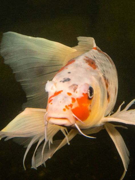 Koi Fish Front View, Koi Fish From The Side, Koi Fish Reference Photo, Koi Fish Real, Koi Fish Side View, Koi Fish Reference, Koi Fish Face, Koi Fish Photo, Koi Fish Photography