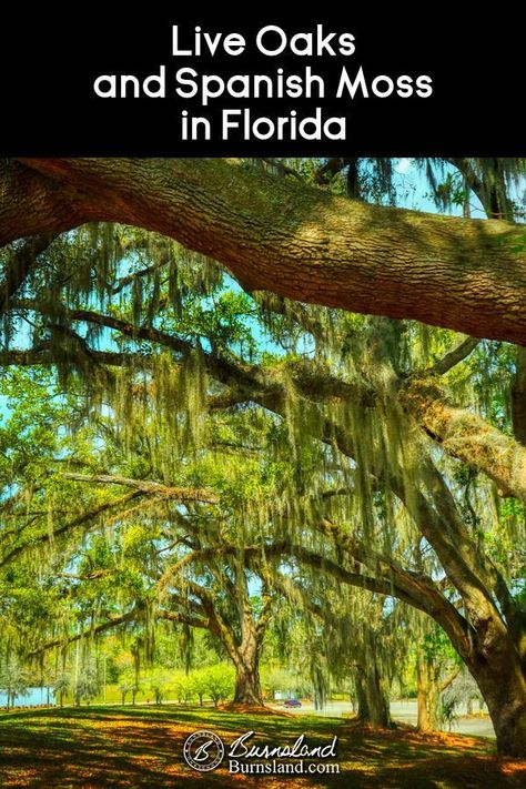 Live Oaks Landscaping, Photo Software, Live Oak Trees, Live Oak, Spanish Moss, Oak Tree, Nature Trail, Where The Heart Is, More Photos