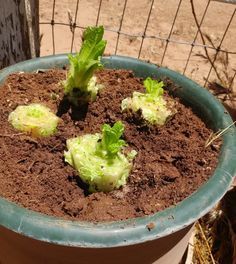 Propagating Romaine Lettuce, Grow Lettuce In Container, Lettuce In Pots, Grow Romaine Lettuce, Lettuce In Containers, Romaine Lettuce Growing, Regrow Vegetables, Growing Vegetables In Pots, Growing Lettuce