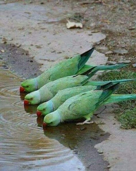 Green Birds, Kinds Of Birds, Parakeets, Nature Birds, All Birds, Bird Pictures, Exotic Birds, Pretty Birds, Colorful Birds