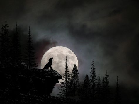 Moon, Moon on the sky…….Watch Me Die Ix Chel, Wolf And Moon Tattoo, Hunting Tattoos, Werewolf Aesthetic, Wolf Silhouette, Wolf Images, Wolf Artwork, Warriors Wallpaper, Wolf Painting