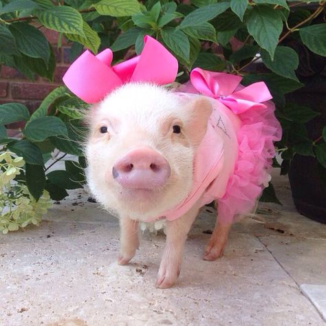 Mini pig in pink outfit, tutu skirt, bow, dress Pig Pics, Pig Showing, Teacup Pigs, Small Pigs, Cute Piglets, Guinea Pig Care, Mini Pigs, Cute Piggies