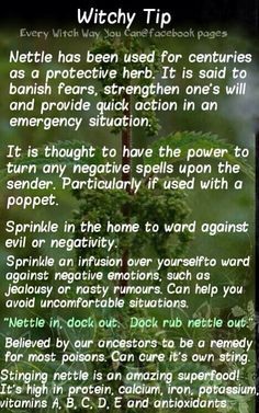 Nettle Magickal Tips, Book Witch, Every Witch Way, Nettle Leaf, Magickal Herbs, Witchy Tips, Witch Herbs, Stinging Nettle, Magic Herbs