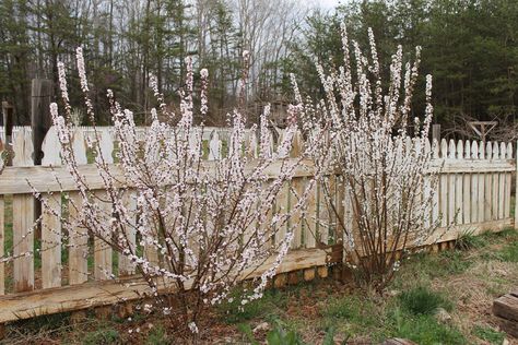 Edible Landscaping: Nanking Cherry Bushes- in bloom Nanking Cherry Tree, Nanking Cherry, Acreage Landscaping, Fruit Growing, Edible Gardening, Bush Plant, Drought Tolerant Garden, Hudson Homes, Meadow Garden